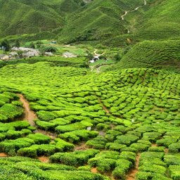 Hotels in Cameron Highlands, famous tourist spot with tea estates, orchards, cool weather, farmlands and many more