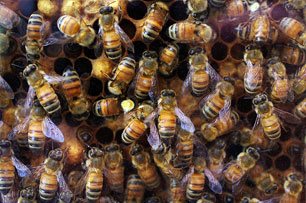 Honey Bee Farms on Cameron Highlands
