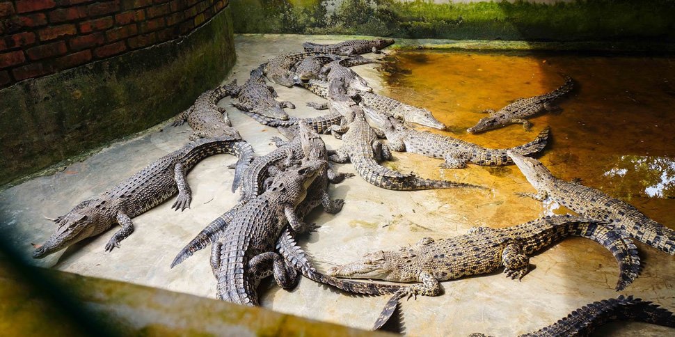 Miri Crocodile Farm