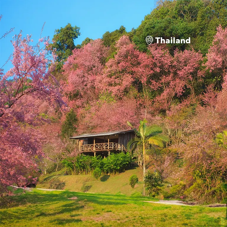 Cherry Blossoms in Thailand