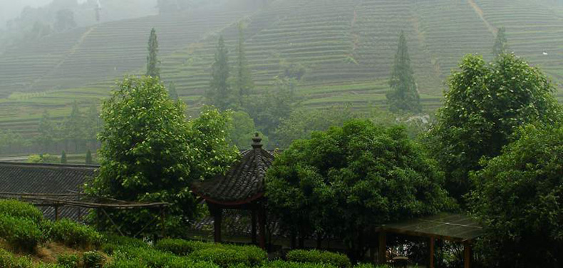 Longjing Tea Plantations, Hangzhou
