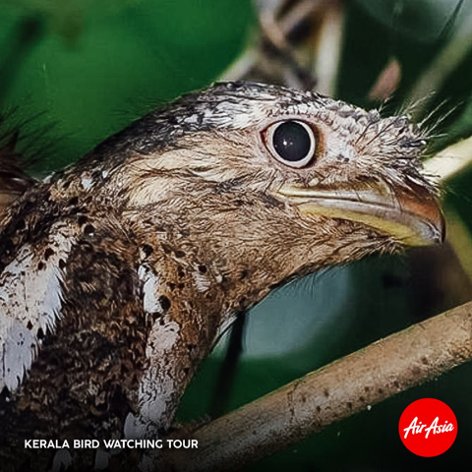 Kerala Bird Watching Tour