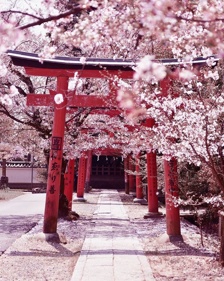 Sakura Season