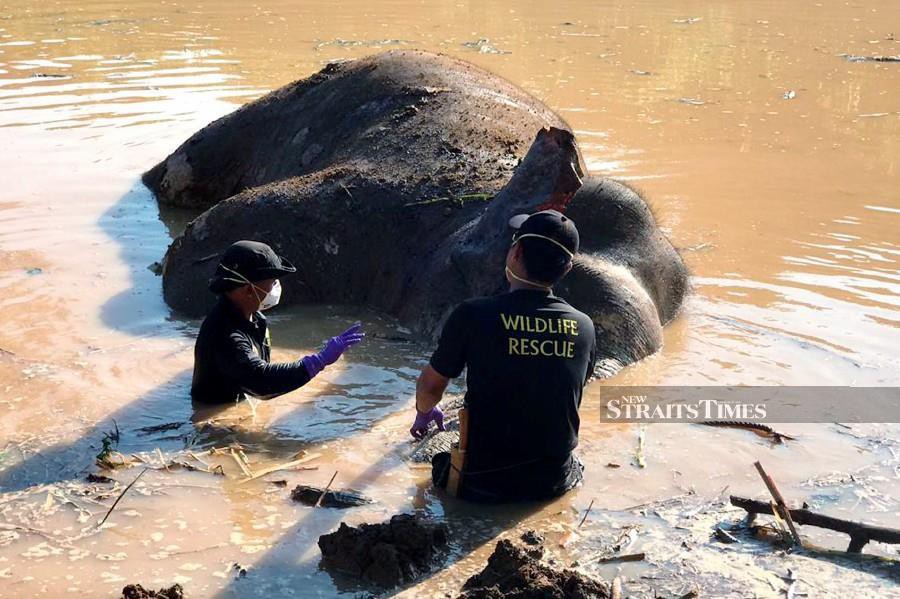 Sabah Wildlife Department's Rescue Team officers were despatched to conduct investigations following the discovery of the carcass of a male Borneo pygmy elephant found at Sungai Udin riverbank on Sept 25. NSTP/COURTESY OF SABAH WILDLIFE DEPARTMENT.