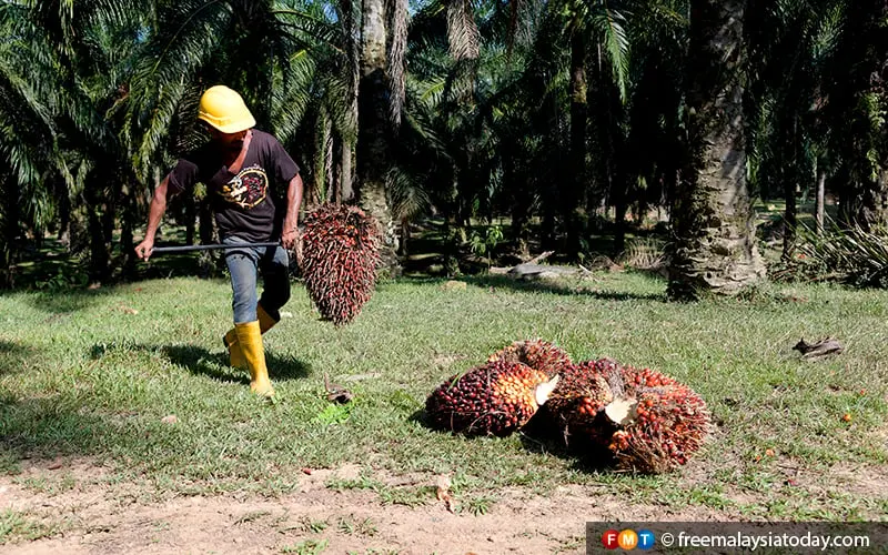 The human resources ministry said the plantation sector had been allowed to take in workers in stages according to their needs over 18 months after the levy payment is made.