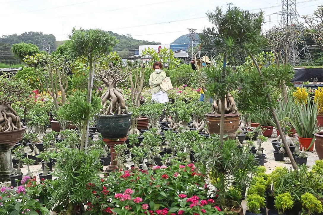 Potters Garden is a plant nursery that is a short drive from the Damansara Damai station.
