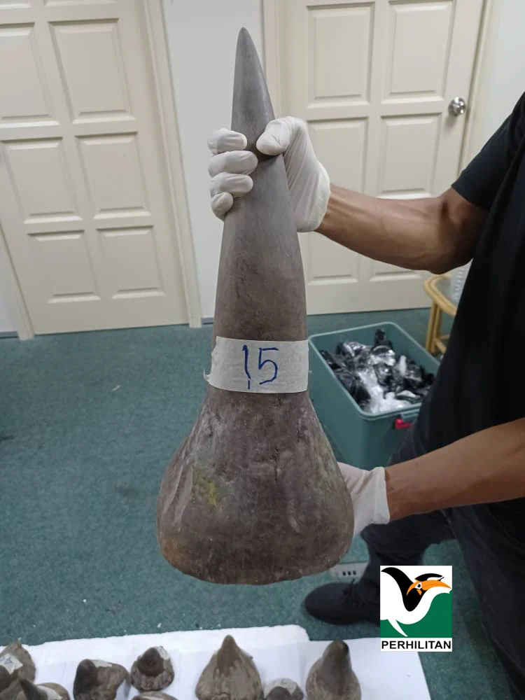 RM30mil worth of rhino horns seized near KLIA